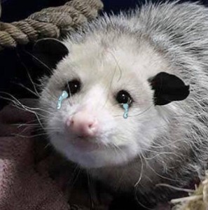 Create meme: big-eared opossum, opossum animal, possum