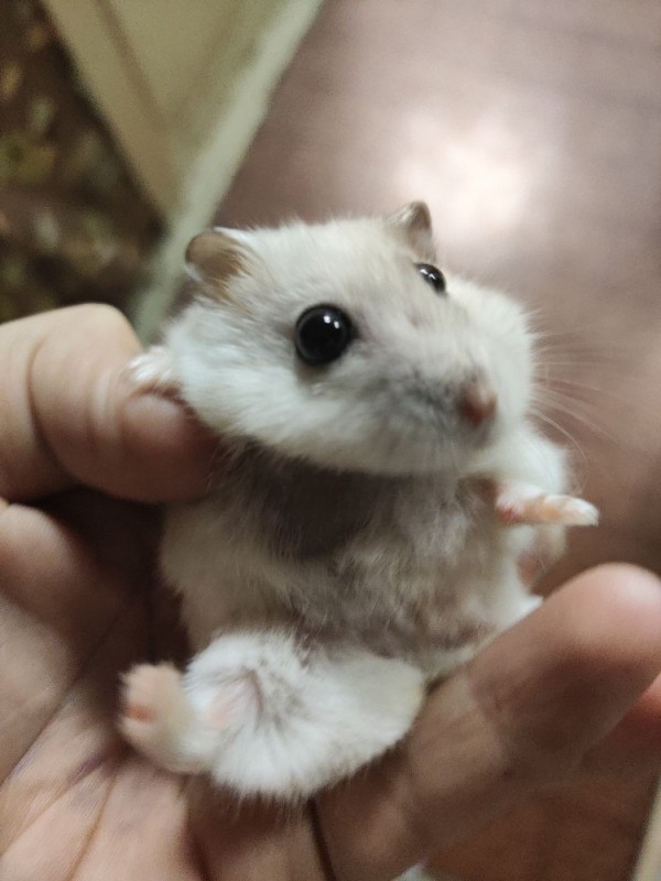 Create meme: hamster Djungarian, dzungarian hamster white, dzungarian hamster white