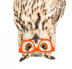 Create meme: hibou, the feathers of owls, long-eared owl on a white background
