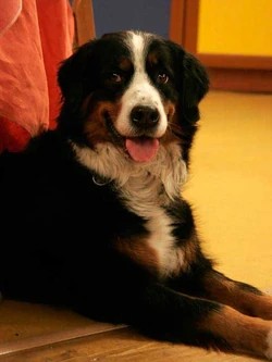 Create meme: Bernese Mountain Dog Baron, Bernese mountain dog breed, Bernese mountain dog 