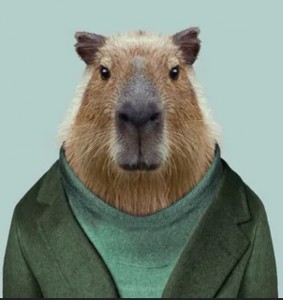 Create meme: a pet capybara, the capybara