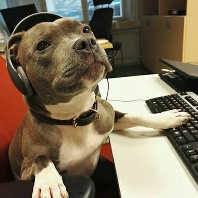 Create meme: The dog is an employee, dog at work, funny animals 