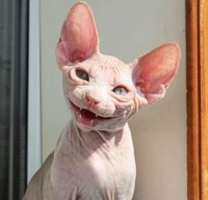 Создать мем: sphynx, сфинкс, канадский сфинкс