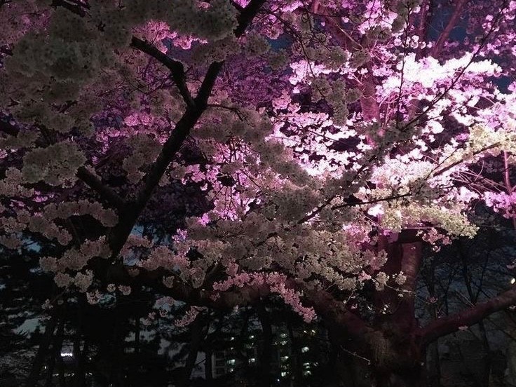 Create meme: Sakura tree, cherry blossoms, Seoul Sakura