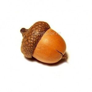 Create meme: acorn, Roma acorn