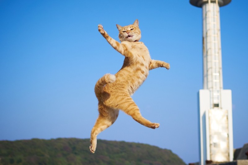 Создать мем: летающая кошка, летающий кот, кот в полете