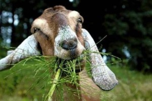 Create meme: feeding the goats, Nubian goats, Alpine goats