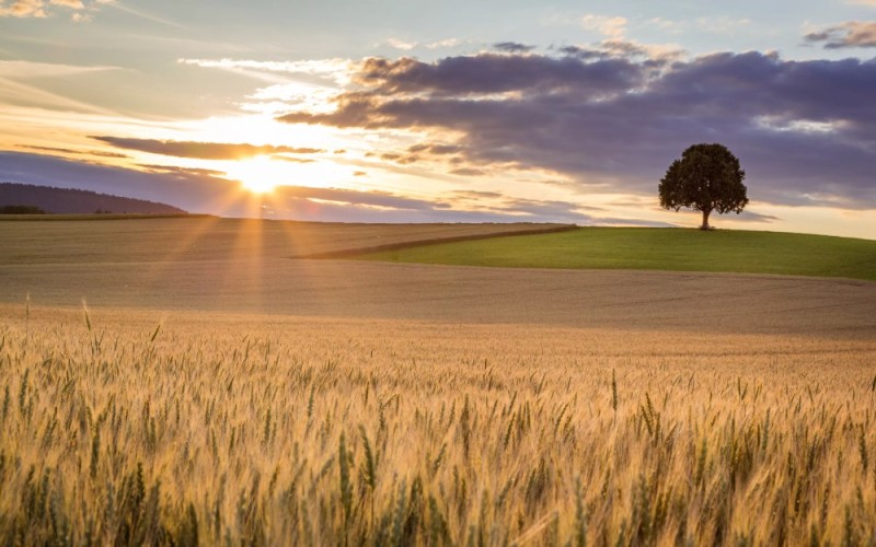 Create meme: wheat field, wheat field, wangol wheat field