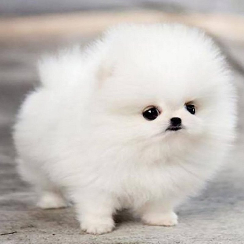 Create meme: breed Pomeranian, pomeranian white pomeranian, pomeranian white
