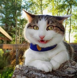 Create meme: smiling cat, cat is fun, funny cat