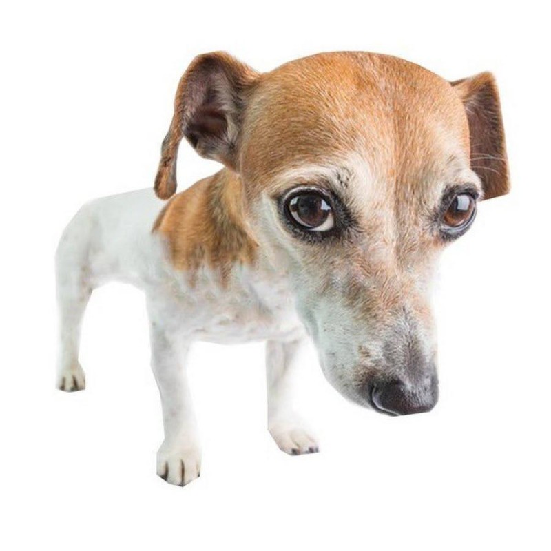 Create meme: Jack Russell Terrier , Jack Russell terrier kega, dog Jack Russell Terrier