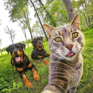 Создать мем: кот и ротвейлеры селфи, селфи кота с собаками, селфи кота