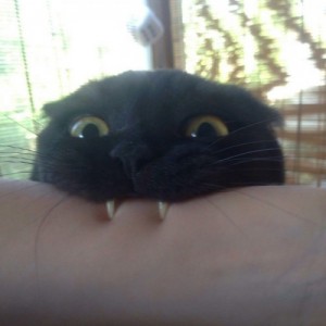 Create meme: to be a cat, cat, count Dracula cat meme