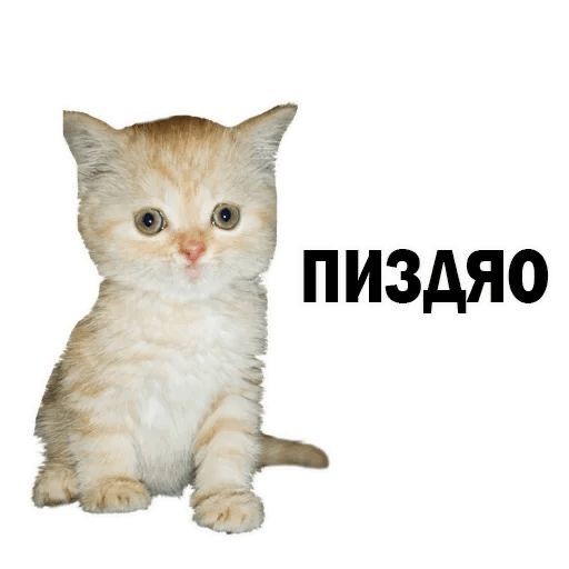 Создать мем: котик, котенок мем, котенок на прозрачном фоне