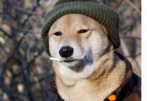Create meme: dog in hat meme, good boy dog, good boy dog meme