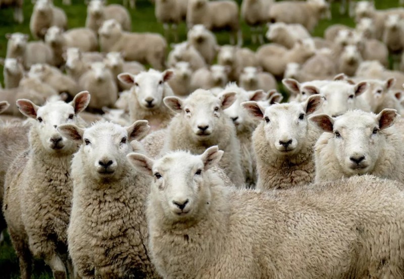 Создать мем: овцеводство, стадо овец, бараны и овцы