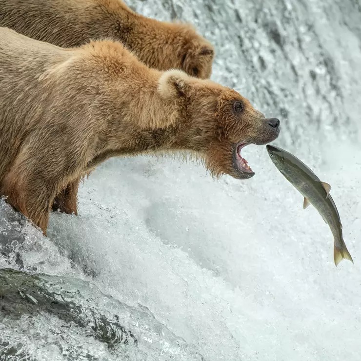 Create meme: live salmon, bear with fish, grizzly bear hunts salmon