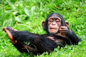 Create meme: happy monkey, chimpanzee, chimpanzees