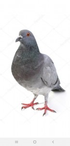 Create meme: dove common, dove, grey dove