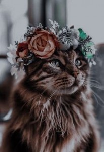 Создать мем: кошка в венке, кот в венке из цветов, кошка с цветами на голове