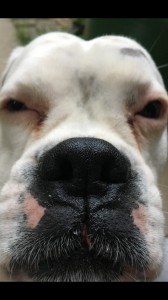 Создать мем: мочка носа у лабрадора, собака дог любопытная нос в камеру, английский бульдог красные глаза