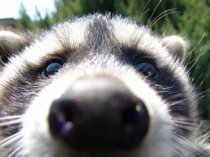 Create meme: enotik a gargle, raccoon nose, raccoon face