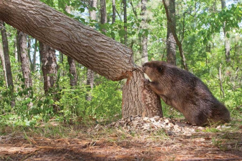 Create meme: beaver tree, beaver , giant beaver