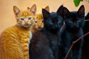Создать мем: черно рыжий мейн кун, кошки разных цветов, рыжий и черный кот