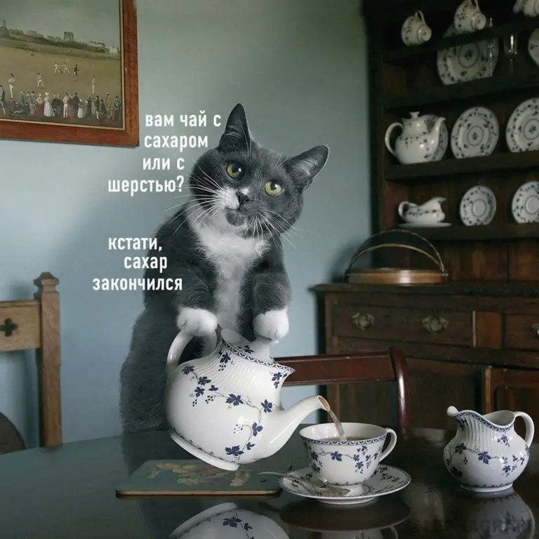 Create meme: cat pours tea, cat tea, cat and tea meme