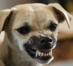 Create meme: the evil dog, Chihuahua