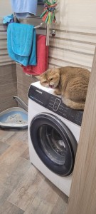 Create meme: the washer, cat, washing machine