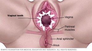 Create meme: female anatomy vulva, anatomy of the female vagina, vagina anatomy