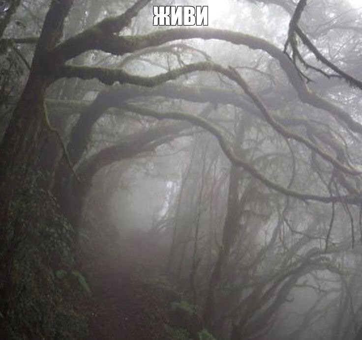 Create meme: forest fog, forest misty, the forest dark