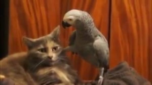 Create meme: the cat and the parrot questioned the cat, talking parrot, the parrot and the cat