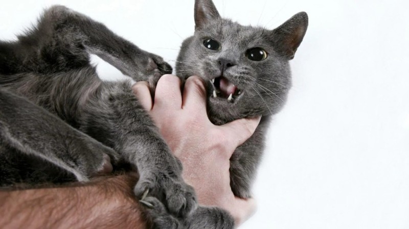 Create meme: grey cat bites, biting cat, cat 