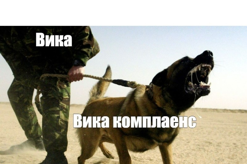 Create meme: training a dog to shoot, the dog is on the attack, fighting dogs are aggressive