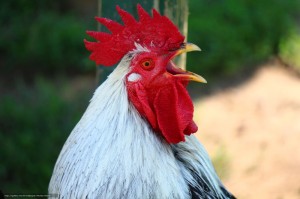 Create meme: the head of the cock crows, rooster comb, the cock bird