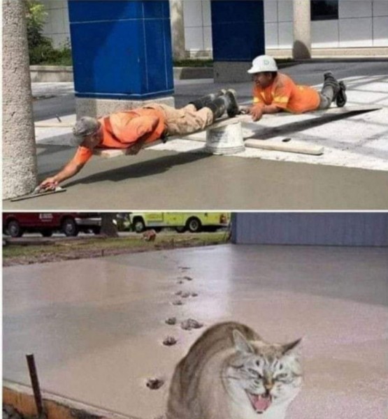 Create meme: The cat has inherited on concrete, people, cat 