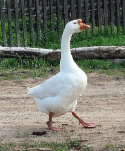 Создать мем: гусак, гусыня, goose