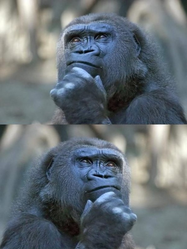 Create meme: smart face, thoughtful gorilla, pensive monkey 