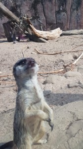 Create meme: home meerkat, meerkat animal, meerkats