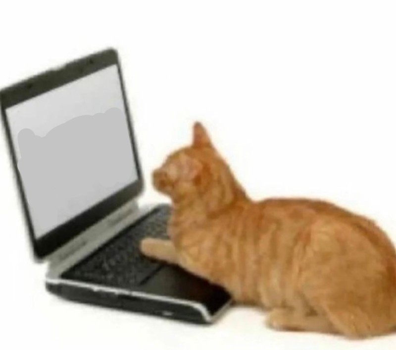 Create meme: cat , the cat behind the laptop, red cat laptop