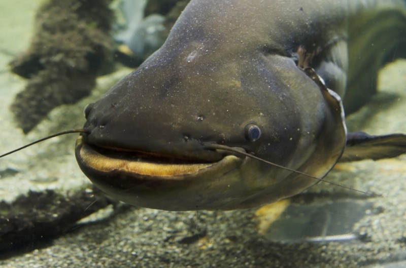 Create meme: olive catfish giant, catfish fish, som 