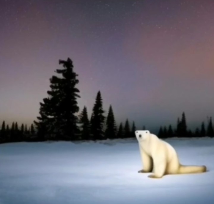 Создать мем: медведь, северное сияние, полярный медведь