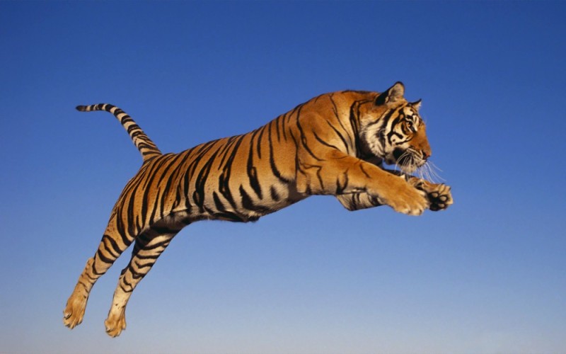 Create meme: Bengal tiger , big flying tiger, tiger in the jump