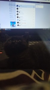 Create meme: Laptop, Kote, cat