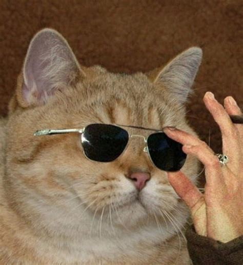 Create meme: cat meme , The cat with glasses is cool, cats in glasses
