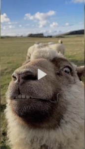 Создать мем: овца милая, животные милые, смешной баран