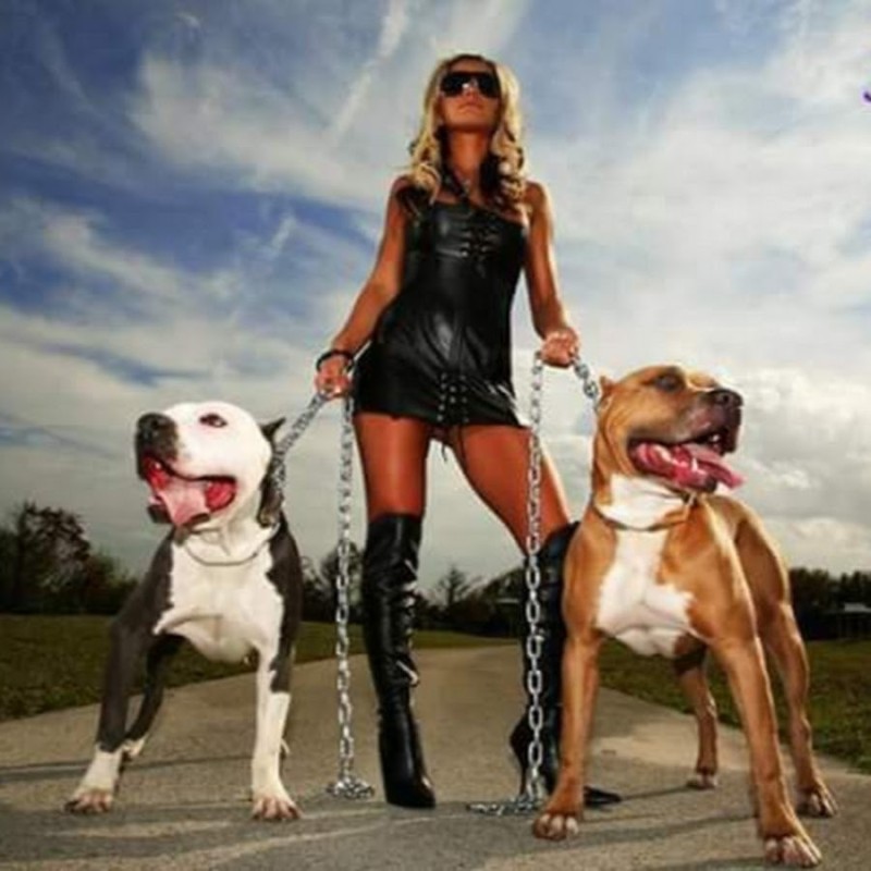 Создать мем: девушка с собакой на поводке, фотосессия со стаффордом, собака породы питбуль