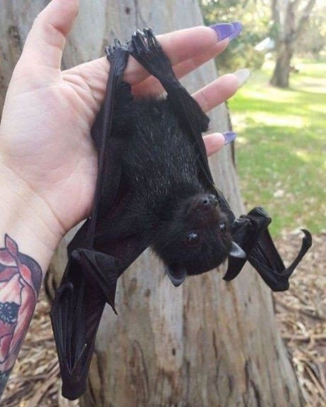 Create meme: baby bat, Pteropus, bat face